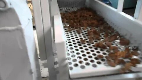 Сито для кедрового ореха
