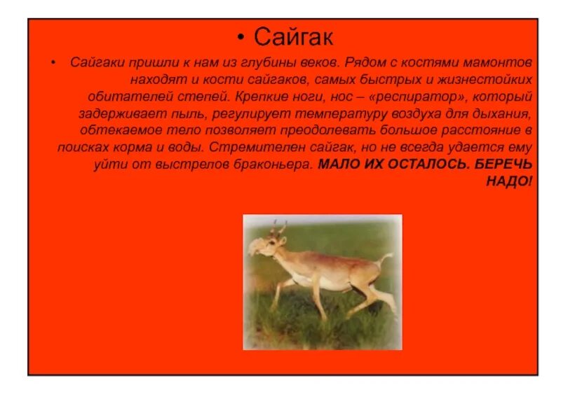 Где живет сайгак природная зона. Сайгак в Ростовской области красная книга. Сайгак Астраханской области красная книга. Сайгак описание животного. Животное из красной книги Сайгак.