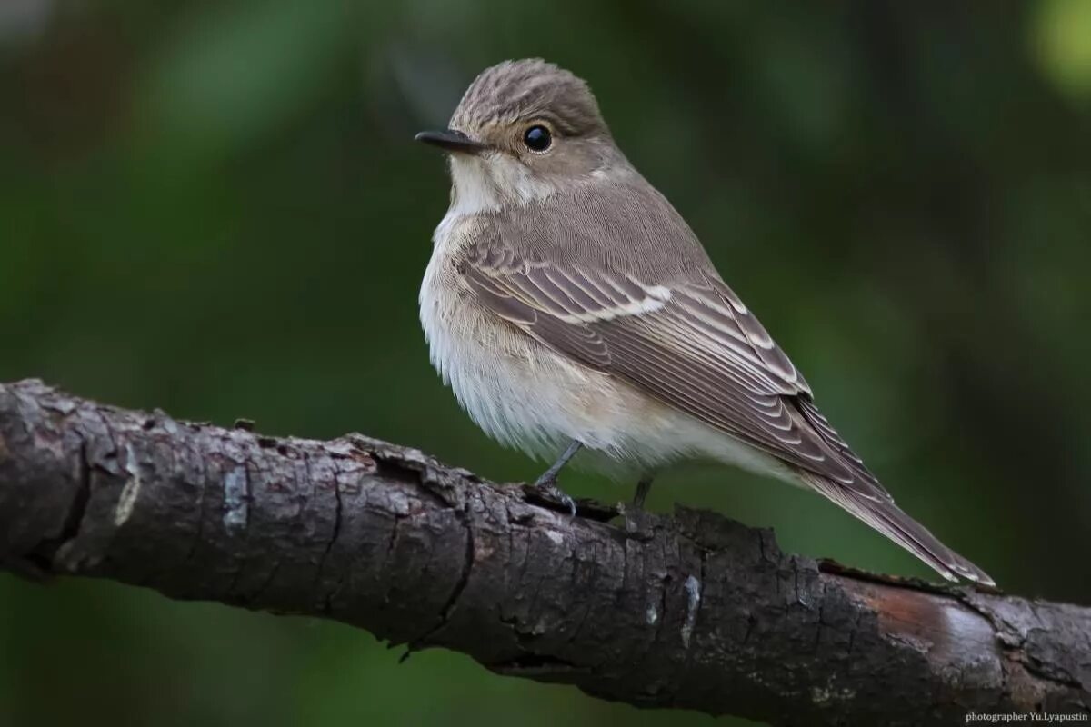 Серая птица с полосками. Серая мухоловка (Muscicapa striata). Мухоловка серая – Muscicapa striata (Pallas, 1764). Мухоловка птица Урал. Мухоловки птицы средней полосы России.