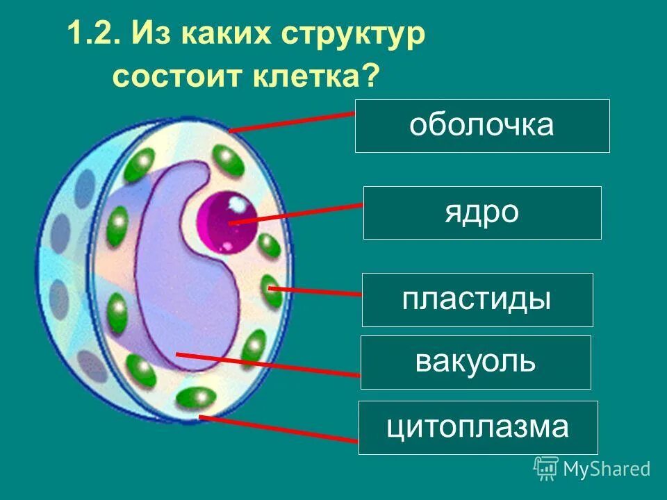 Из каких этапов состоит клетка. Фазы g1 s и g2 клеточного цикла. Характеристика этапов жизненного цикла клетки. Строение эукариотической клетки животного схема. Из каких этапов состоит клетка.