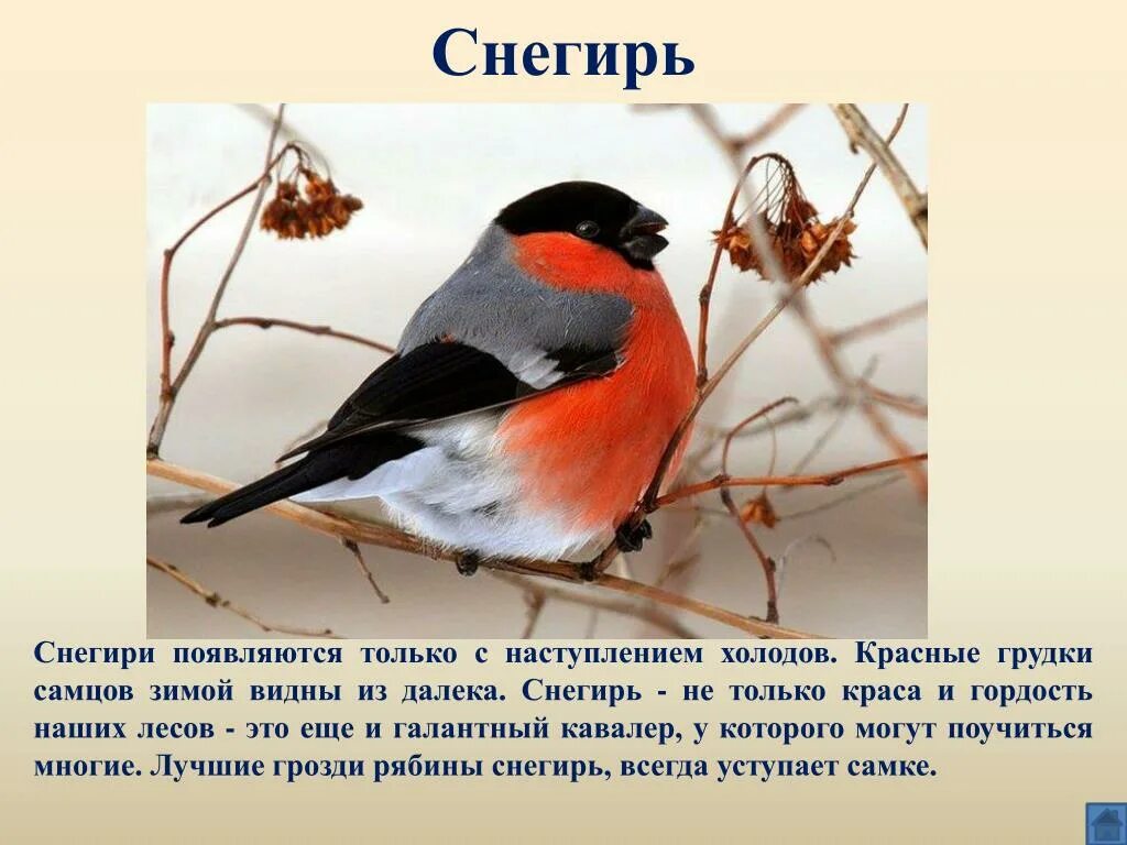 Сообщение о птице 2 класс. Снегирь для детей. Рассказ о зимующих птицах. Что рассказать детям о зимующих птицах. Информация о Снегире.