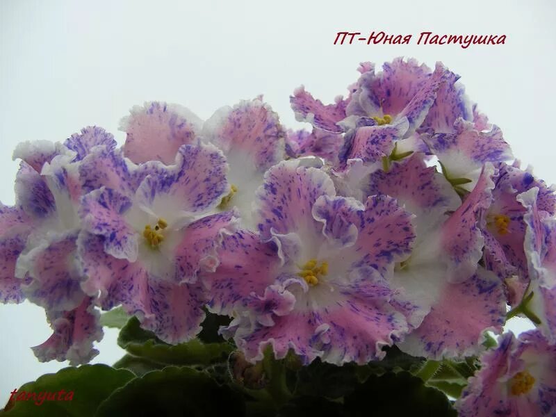 Молодые п т молодые п т. Пт пастушка фиалка. Молодые п т молодые п т. Фиалка юная пастушка. Фиалка пт юная пастушка химера.
