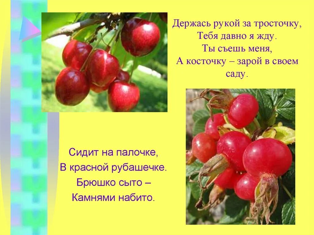 Висят шары посинели от жары. Держась рукой за тросточку тебя давно. Загадки про тросточку. Загадка про косточку. Сидит на палочке в красной рубашечке брюшко сыто камешками набито.