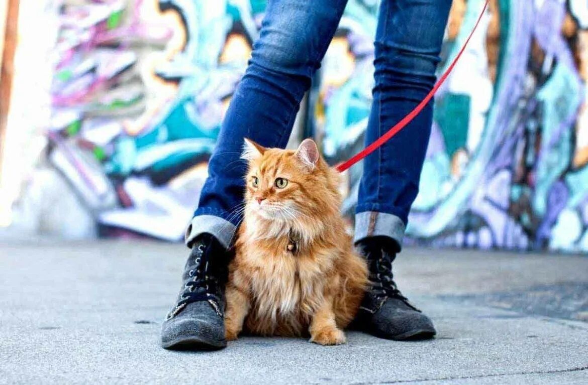 Кошки как справиться. Кошка на прогулке. Выгуливание кота. Поводок для кошек. Поводок для кошек для прогулки.