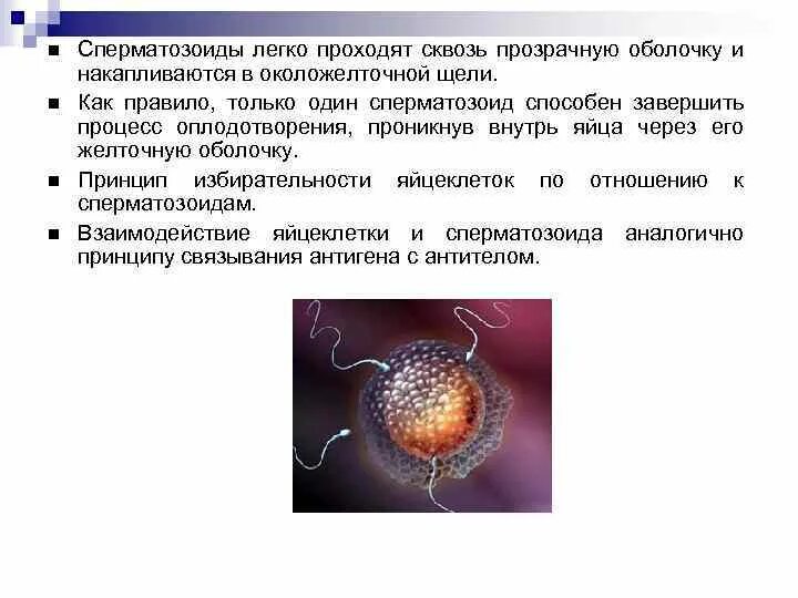 Процесс за которым следует оплодотворение. Иммунологический механизм оплодотворения. Реотаксис сперматозоидов. Сперматозоид и яйцеклетка. Сперматозоиды накапливаются в.