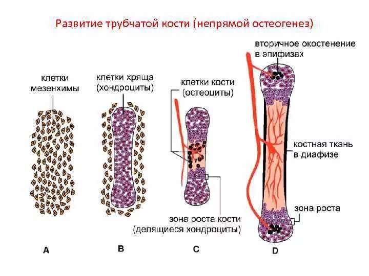 Грубоволокнистая и пластинчатая костная ткань. Зародышевые ткани эмбриология. Остеомиелит – воспаление кости и костного мозга. Этапы формирования костной мозоли. Стадия формирования тканей.