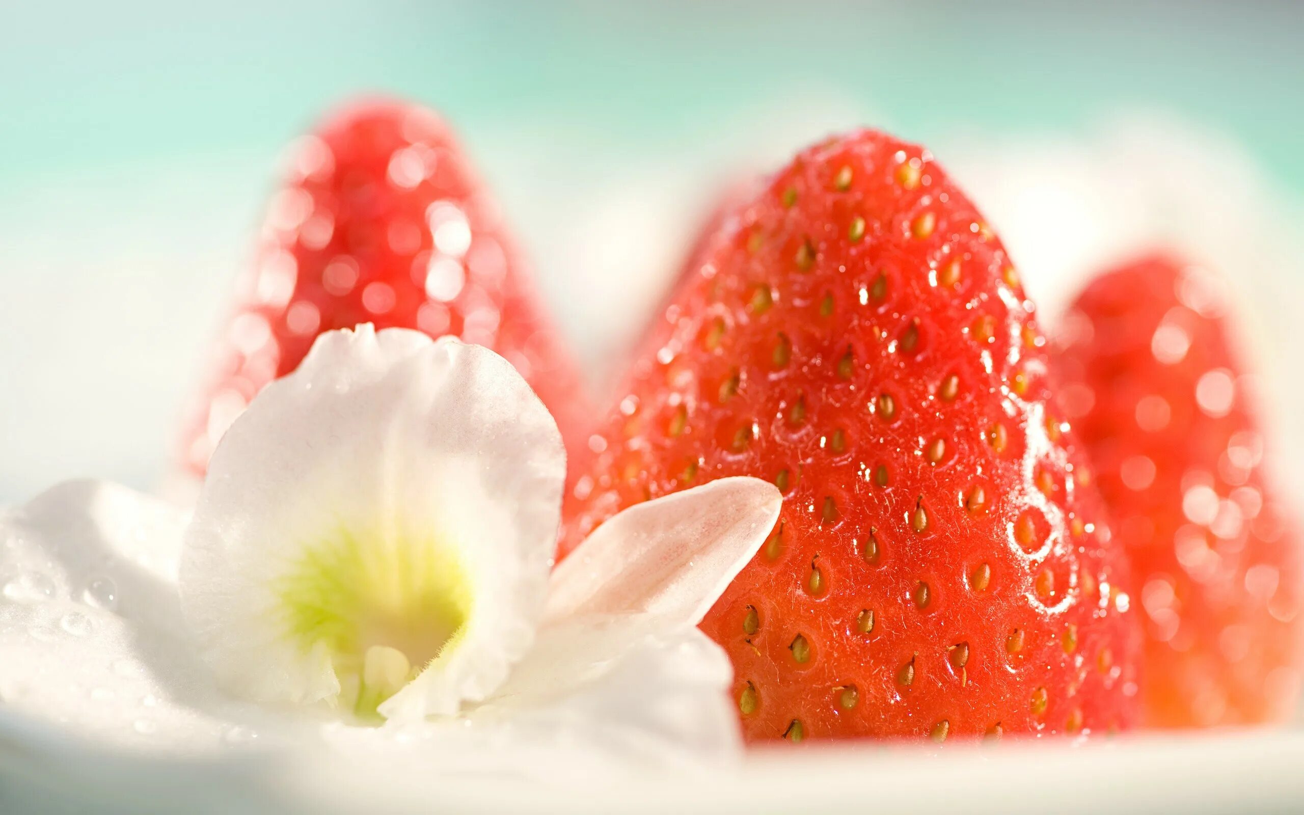 Strawberry flowers