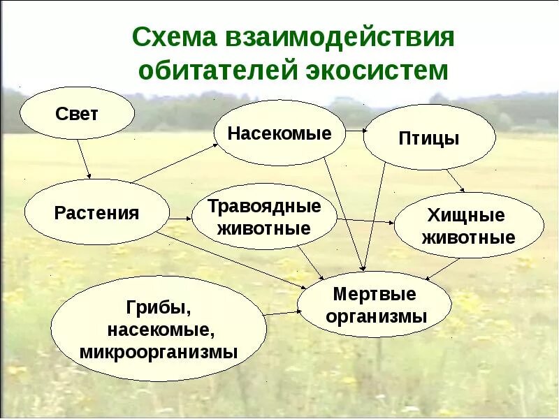 Схема взаимодействия компонентов биогеоценоза. Взаимосвязь организмов схема. Взаимосвязи в экосистеме. Схема взаимодействия обитателей экосистем.