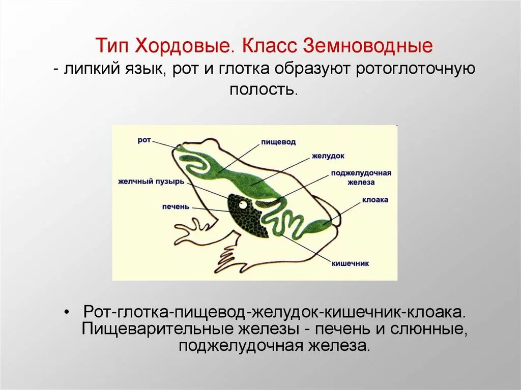 Эволюция пищеварительной системы амфибий. Эволюция земноводные пищеварительная система. Земноводные пищеварительная система схема. Пищеварительная система у земноводных 7 класс таблица.