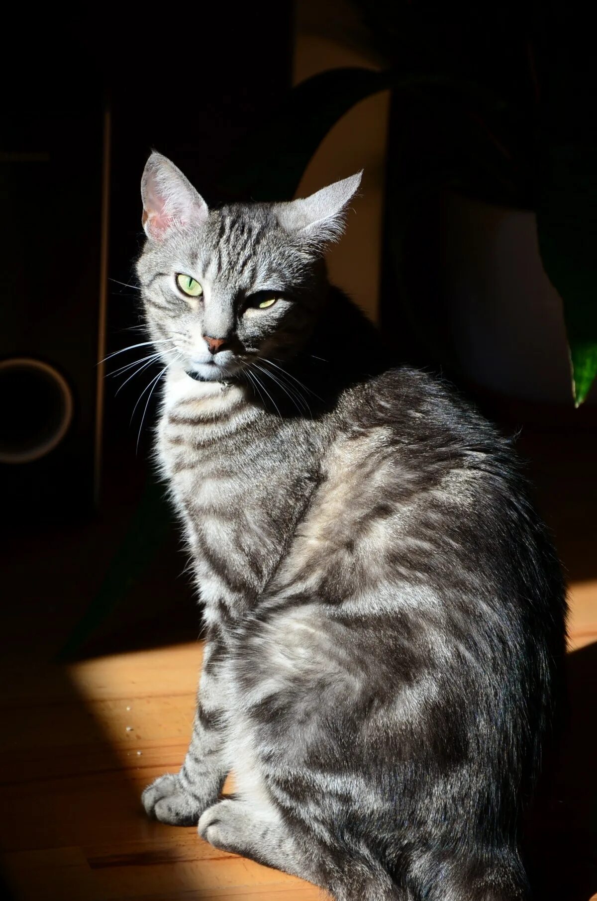 Featherpaw Cat allergies, Grey cats, Grey cat breeds
