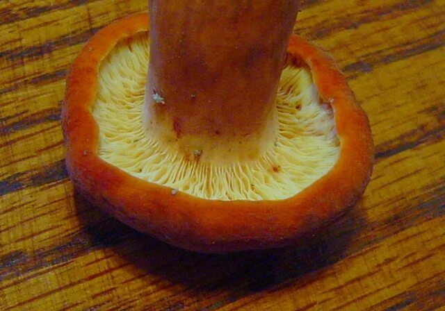 Подореховик гриб. Подорешник. Млечник дубовый lactarius quietus съедобный?. Подорешник гриб. Млечник подорешник гриб.