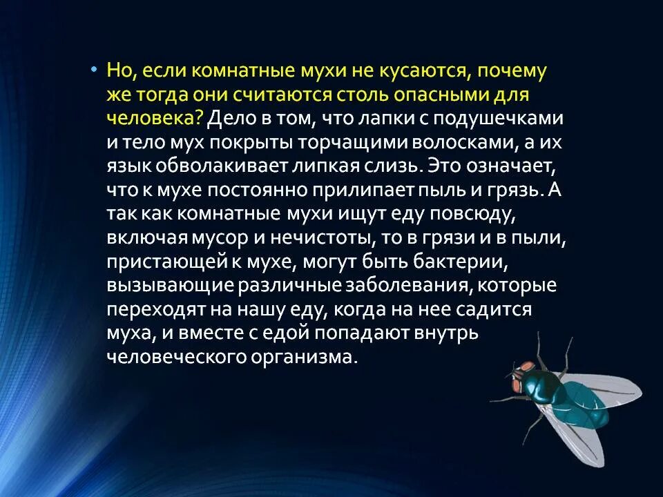 Что означало мушка. Интересные факты о мухах. Интересные факты о цветочных мухах.