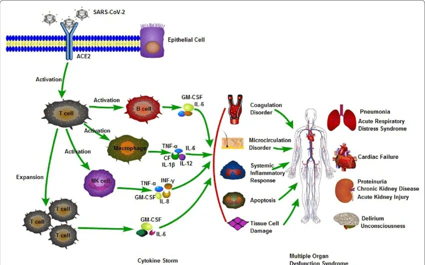 Патогенез коронавирусной инфекции Covid-19. SARS cov патогенез. Коронавирусная инфекция патогенез схема. Репродукция вируса SARS cov-2. Ковид 2 вирус
