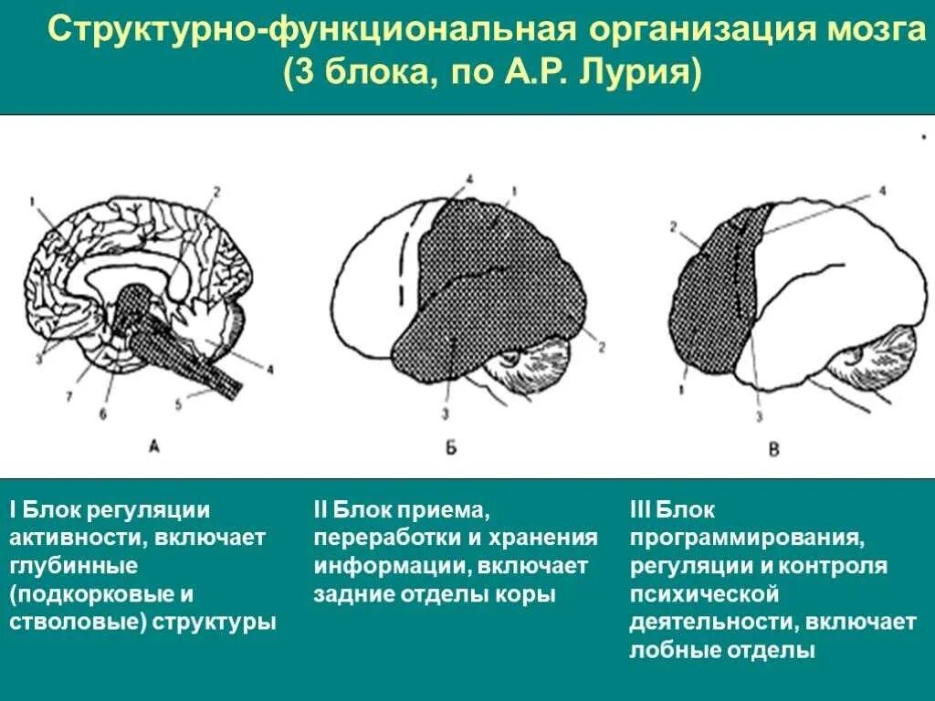 Головной мозг из трех отделов реберное дыхание. Структурно-функциональная организация мозга 3 блока. Структурно функциональная организация мозга по Лурия блоки. Три блока головного мозга по Лурия. Блоки мозга по Лурия 1 блок.