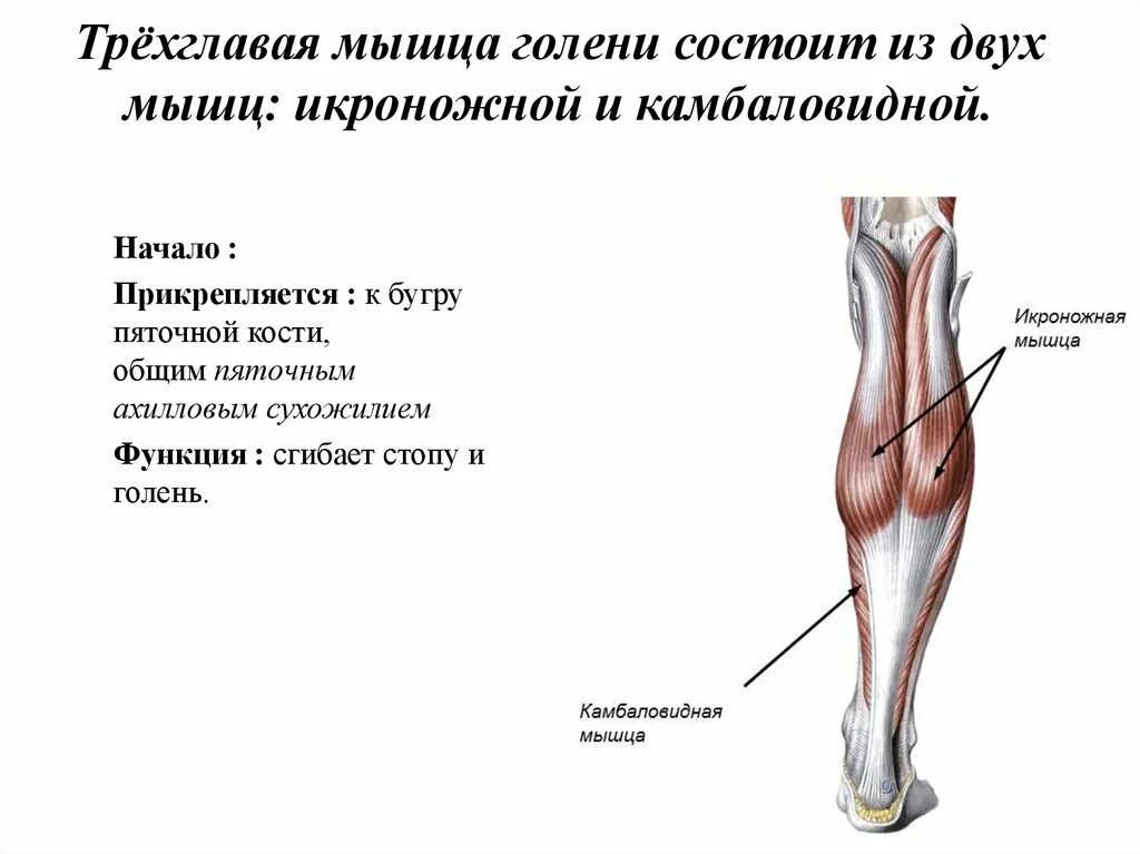 Икроножная и камбаловидная мышцы. Задняя группа мышц голени таблица. Камбаловидная мышца (m.Soleus). Икроножная мышца начало и прикрепление.