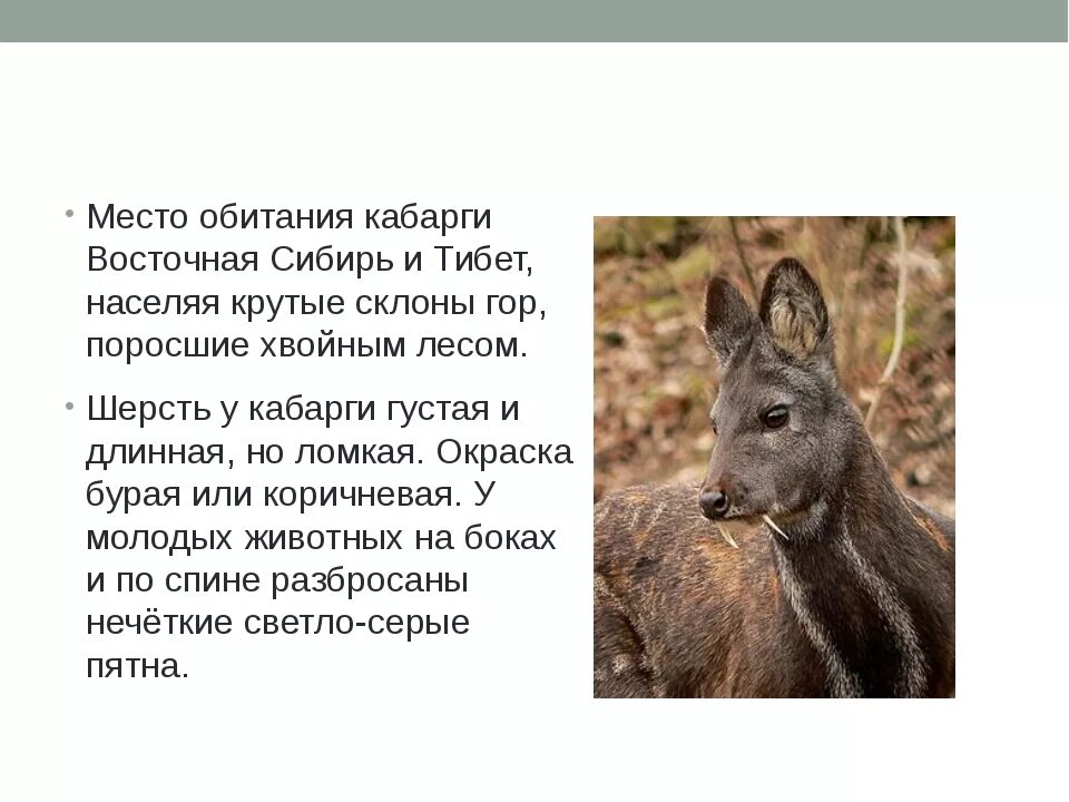 Фото животных описание. Красная книга Кузбасса кабарга. Сибирская кабарга краткое описание. Кабарга доклад 4 класс. Сибирская кабарга красная книга.