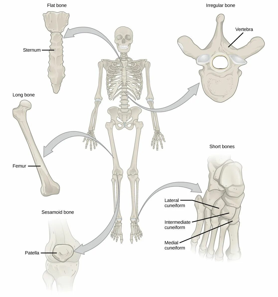 Кости человека. Кости скелета человека. Кость анатомия человека. Строение скелета человека.