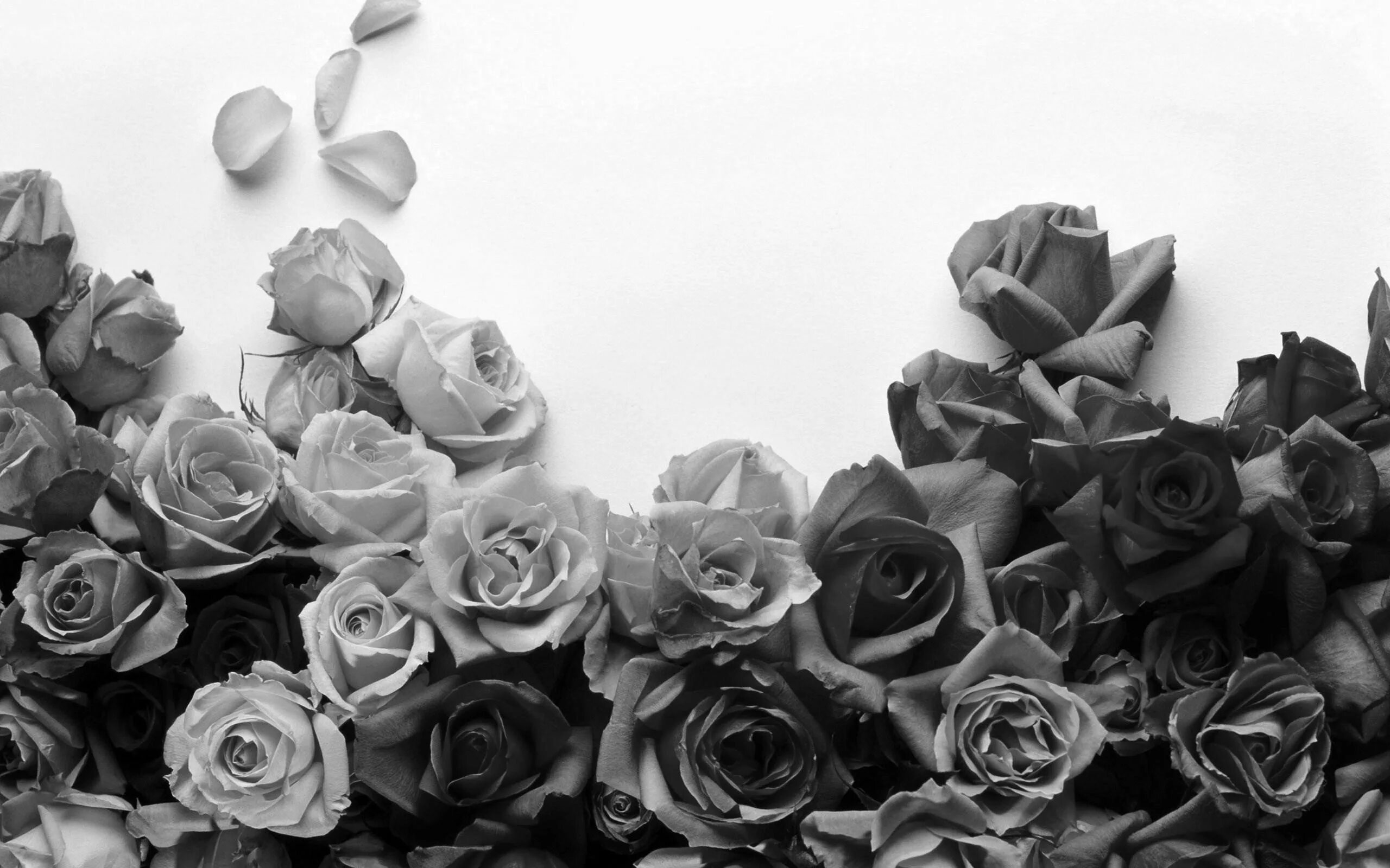 Черно белая обложка для вк. Цветы на сером фоне. Цветы серого цвета. Цветы чб. Черные цветы.