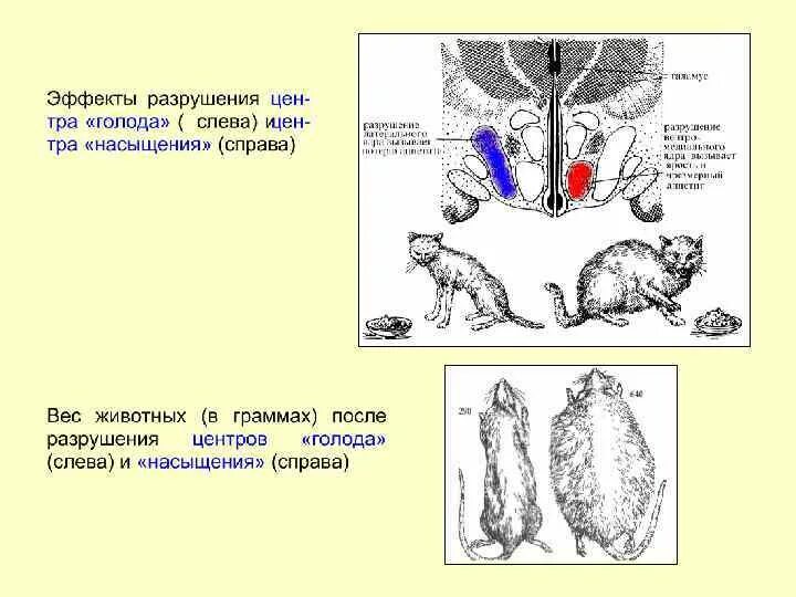 Стадии голода и насыщения. Регуляция голода и насыщения. Мотивация голода и насыщения. Физиология аппетита голода и насыщения.