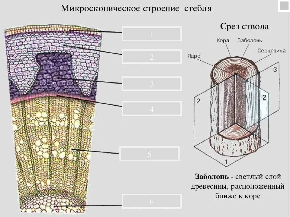 Поперечный срез стебля древесного растения строение. Поперечный срез стебля ткани. Строение поперечного сечения стебля растения. Внутреннее строение стебля биология.