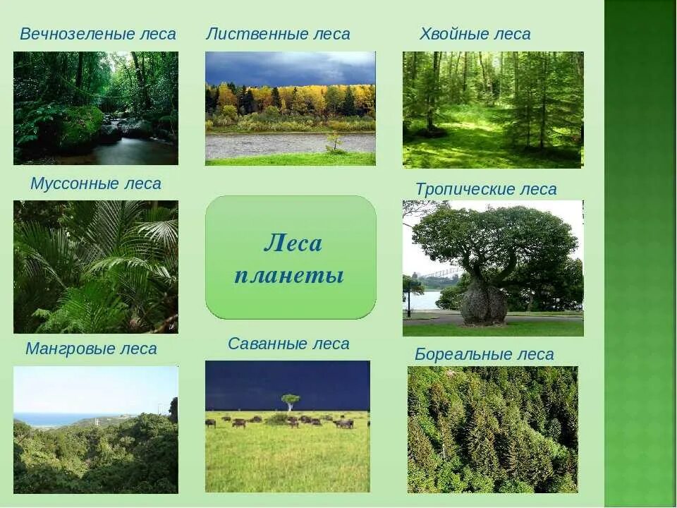 Какие леса встречаются на территории. Виды лесов в России. Какие виды леса бывают. Какие бывают типы лесов. Типы леса в России.