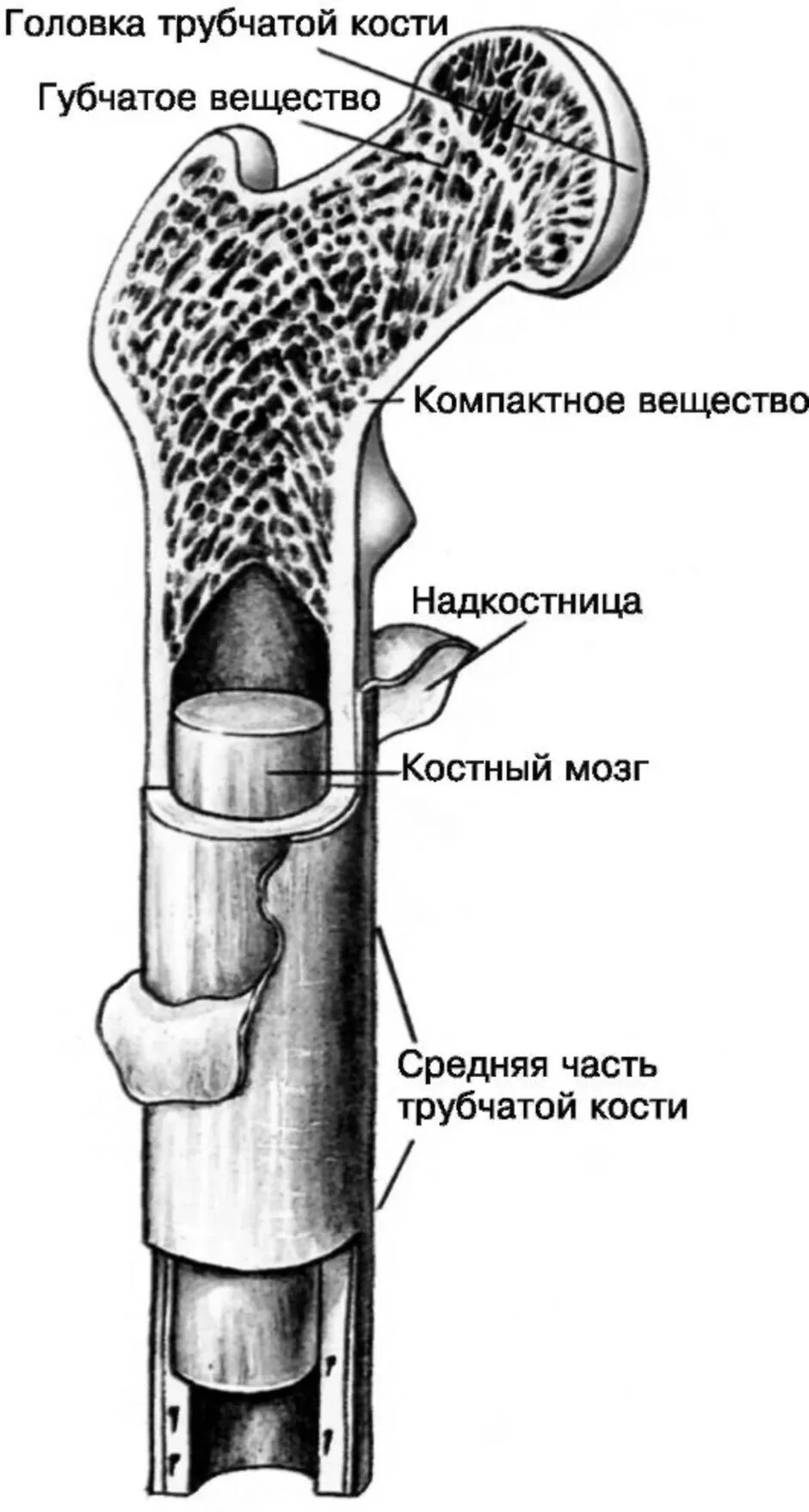 На рисунке изображено строение кости. Трубчатая кость строение анатомия. Строение длинной трубчатой кости. Схема строения длинной трубчатой кости. Рис 13 строение трубчатой кости.