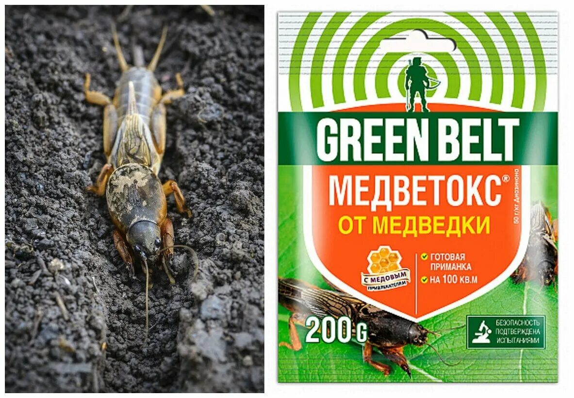 Медветокс. Медветокс 200. Green Belt Медветокс. Медветокс (200 гр.) от медведки и муравьёв. Медветокс Грин Бэлт 100гр.