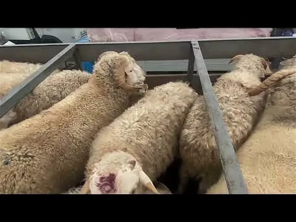 Скотный рынок. Скотный рынок в прохладном. Хасавюртовский рынок. Скотный рынок. Скотный рынок манас.