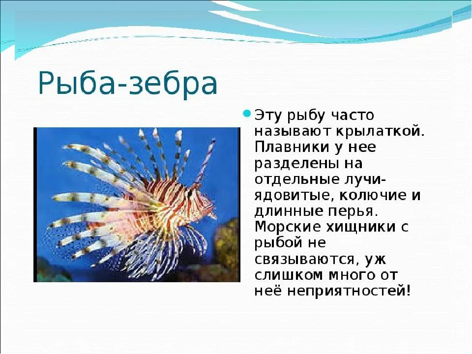 Доклад про классы рыб. Рассказ о рыбе. Доклад про рыб. Интересные сведения о рыбах. Факты о морских рыбах.