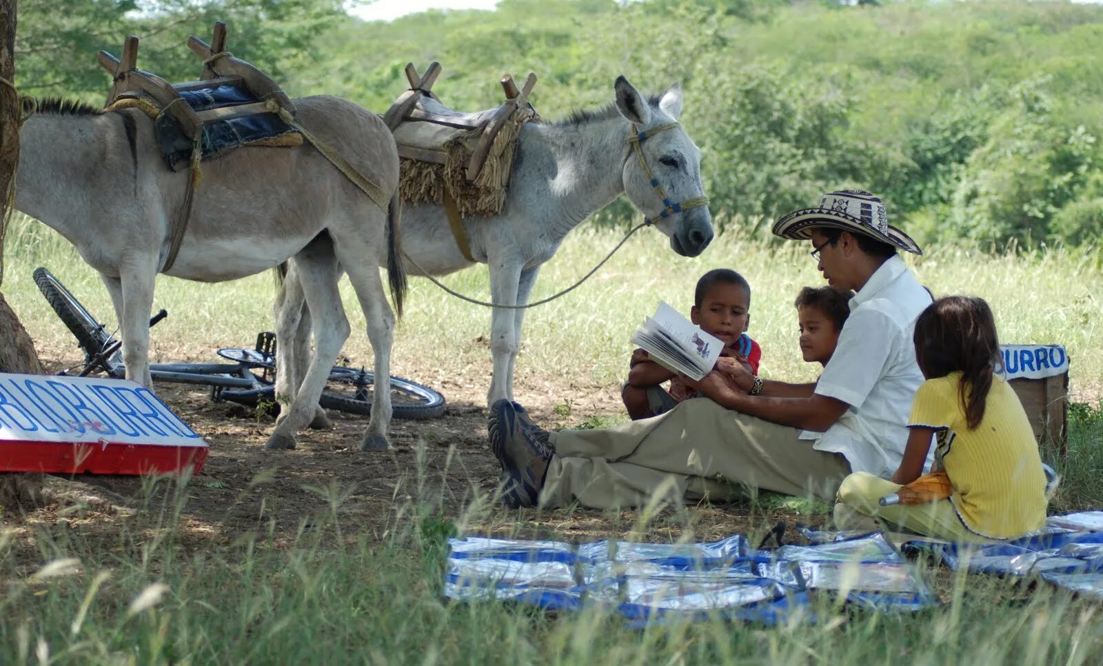 Денежный мул это. Библиобурро. Ослиный фестиваль. Мулы в Колумбии. Невероятная мула.