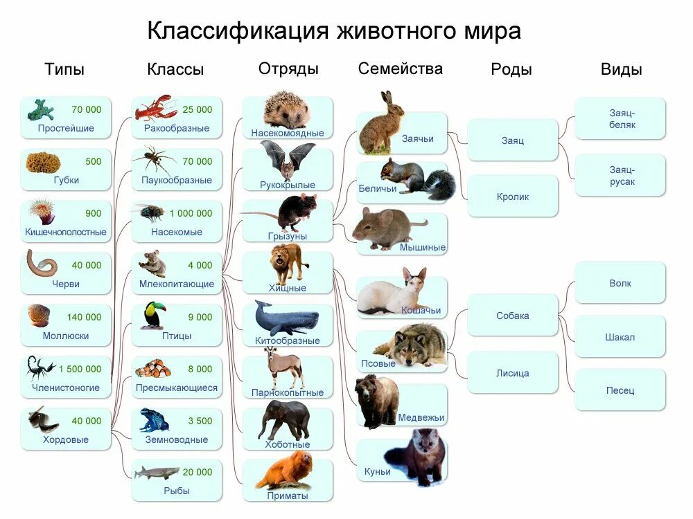 Вид класс группа животного