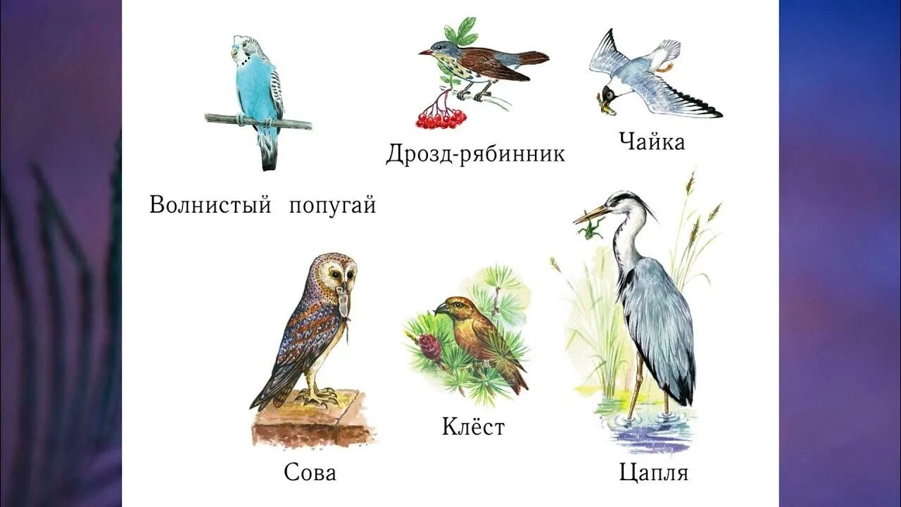 Птицы 1 класс окружающий мир. Перья птиц окружающий мир 1 класс. Птицы в окружающем мире 1 класс.