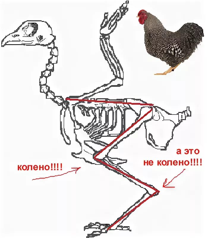 Как спаривается петух. Колени у птиц. Где колени у птицы.