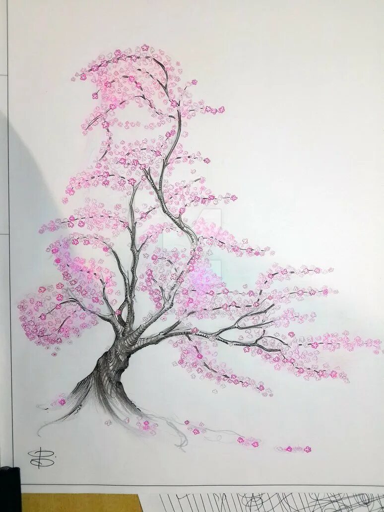 Сакура рисунок. Ветка Сакуры рисунок. Сакура нарисовать. Сакура дерево рисунок карандашом.