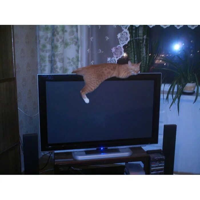 Насколько тонко. Кот и телевизор. Котик и телик. Кот на телике. Кошка на телевизоре.