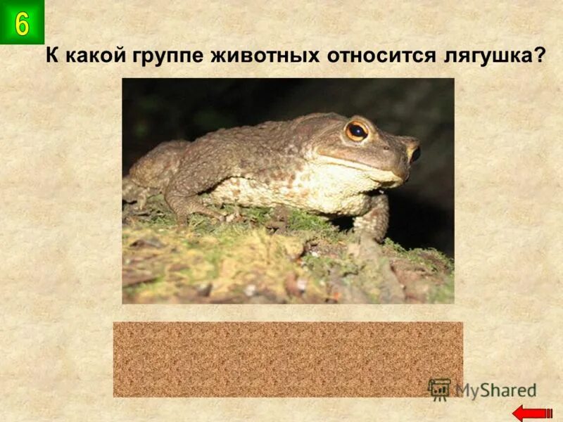 Лягушка является животным. Лягушка является животным. Лягушка является животным. К какой группе относится лягушка. Отряд бесхвостые тритон.