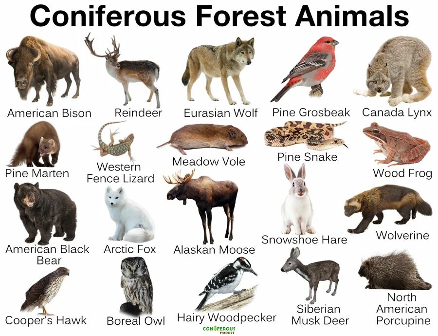 Млекопитающие леса список. Forest animals список. энимал форест. животные леса таблица. forest animals vocabulary.
