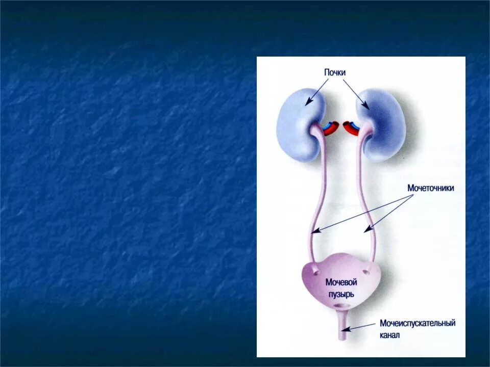 Мочеточники мочевой пузырь мочеиспускательный канал. Почки мочеточники мочевой пузырь мочеиспускательный канал. Мочетосники иочеврй пузурю. Мочеточник и можевой пузырь.