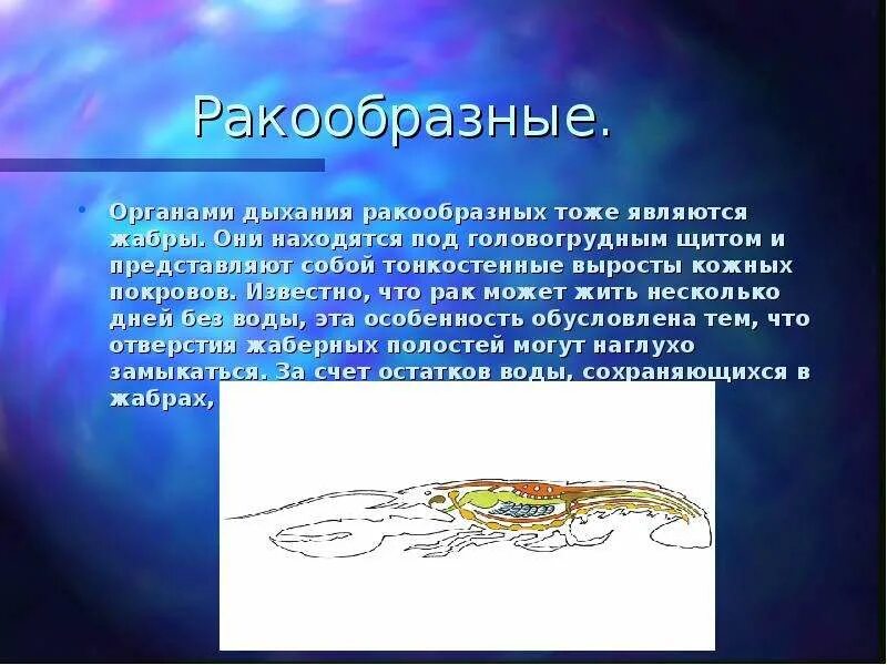 Разнообразие ракообразных доклад. Разнообразие ракообразных. дыхание ракообразных. ракообразные 7 класс биология. ракообразные доклад.