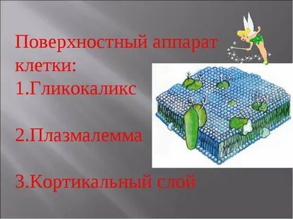 Поверхностный слой клетки