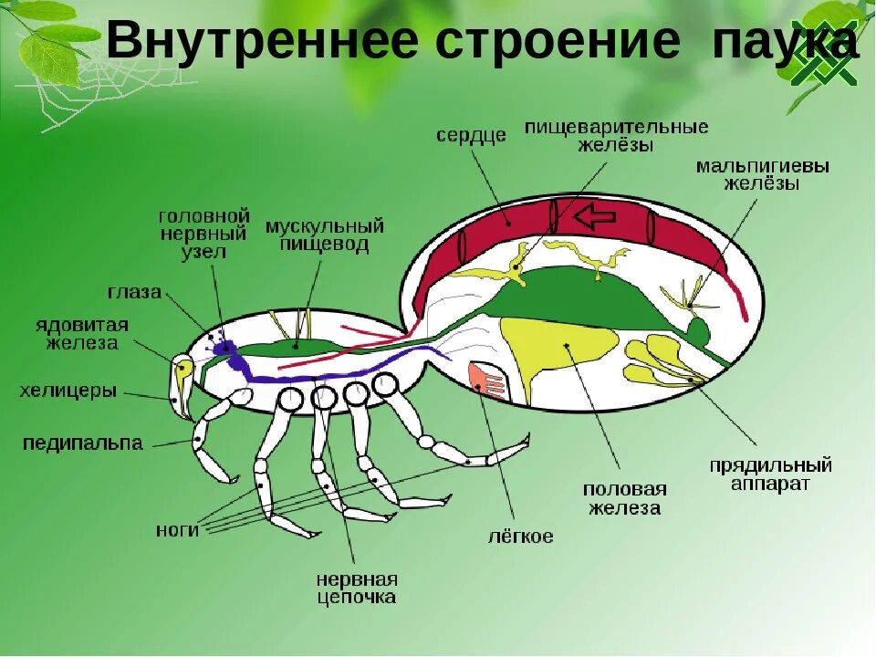 Паукообразные схема. Строение паука биология. Внешнее и внутреннее строение паукообразных. Внутреннее строение паука. Строение паукообразных 7 класс биология.