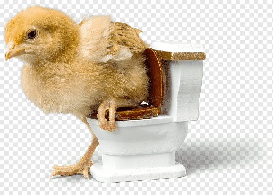 Duck туалетный. Утенок для туалета. Утиный туалет. Туалет для попугайчиков.