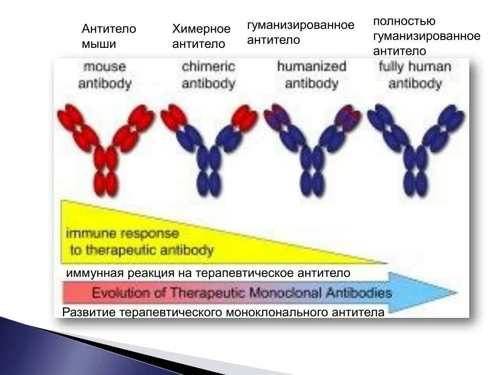 Моноклональные антитела мышиные гуманизированные. Химерные моноклональные антитела препараты. Моноклональные иммуноглобулины. Моноклональные антитела строение. Клон антитела