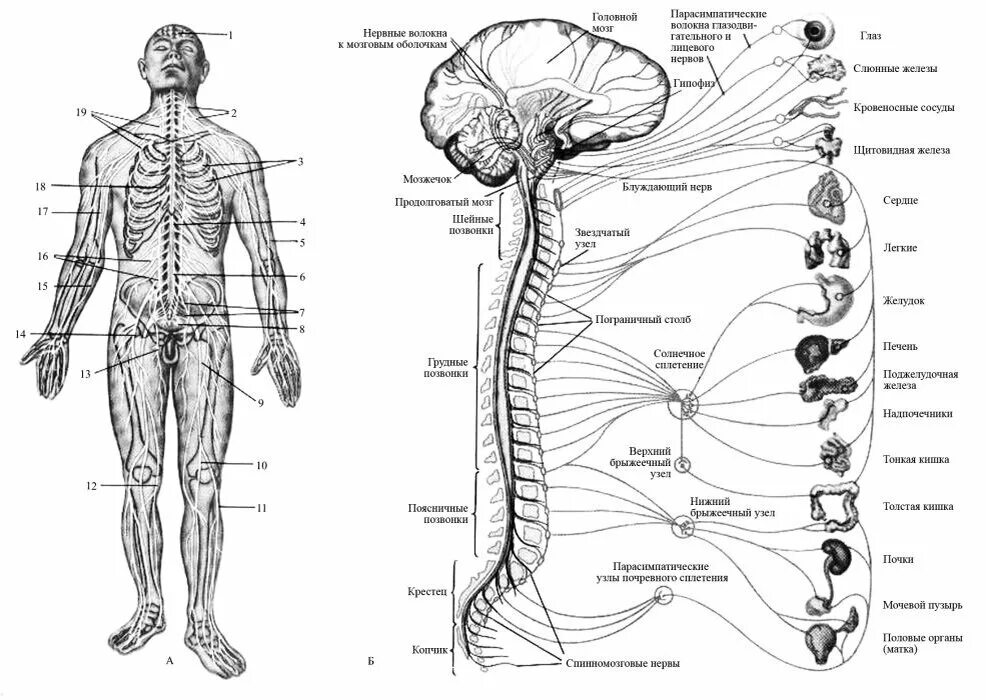 Нервные сплетения анатомия человека. Схема спинномозговые сплетения. Нервные сплетения человека схема расположения. Нервные сплетения спинномозговых нервов анатомия схемы.