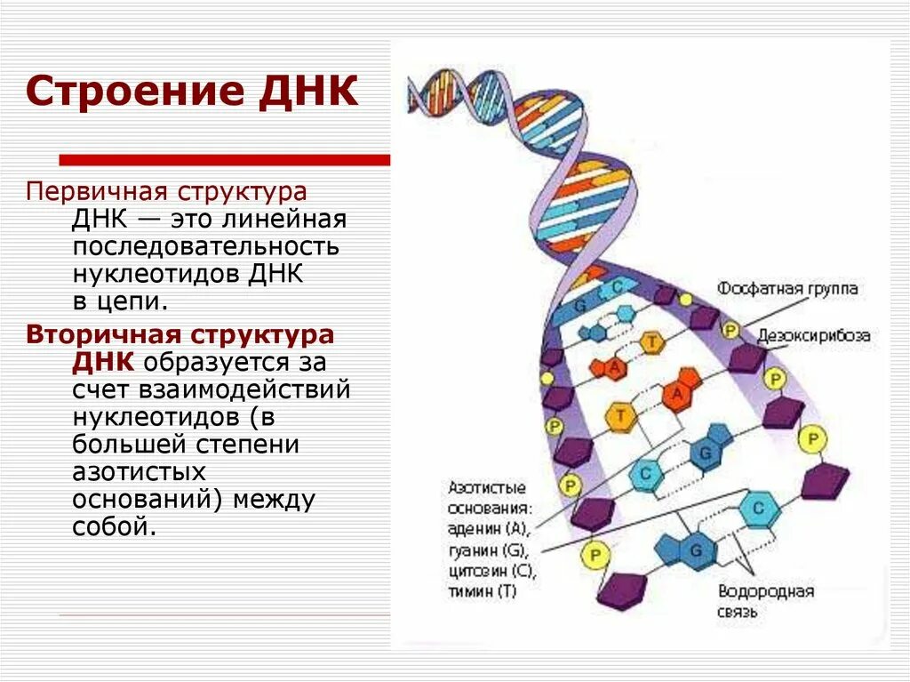 Структура молекулы ДНК. Схема строения ДНК генетика. Первичная структура молекулы ДНК. Цепочка ДНК структура.