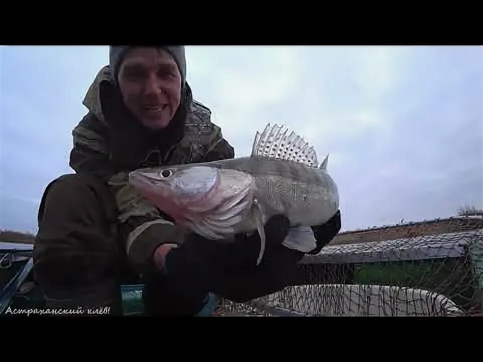 Судак на джиг видео. Судак астраханский.