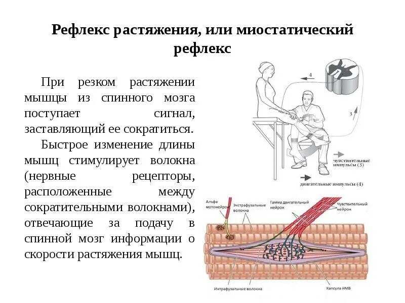 Рефлексы мышц. Рефлексы растяжения (миотатические). Миотатический рефлекс физиология. Миотатический рефлекс растяжения мышцы. Рефлексы спинного мозга растяжения мышцы.