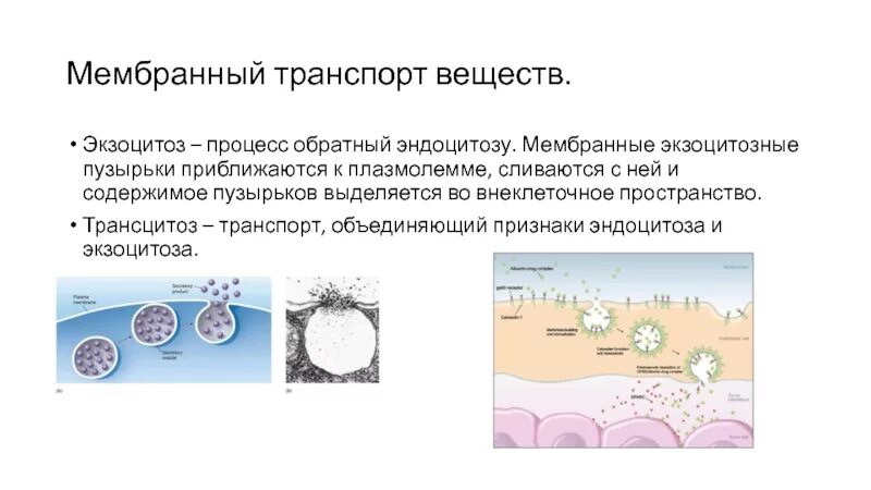 Транспортируемые вещества эндоцитоза. Транспортируемые вещества эндоцитоза