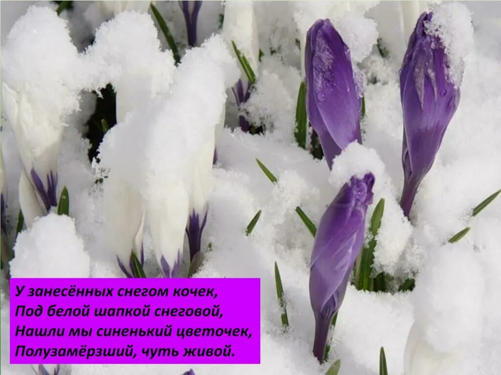 Александрова подснежник стихотворение. У занесенных снегом кочек под белой шапкой. Под белой шапкой Снеговой нашли мы синенький цветочек.