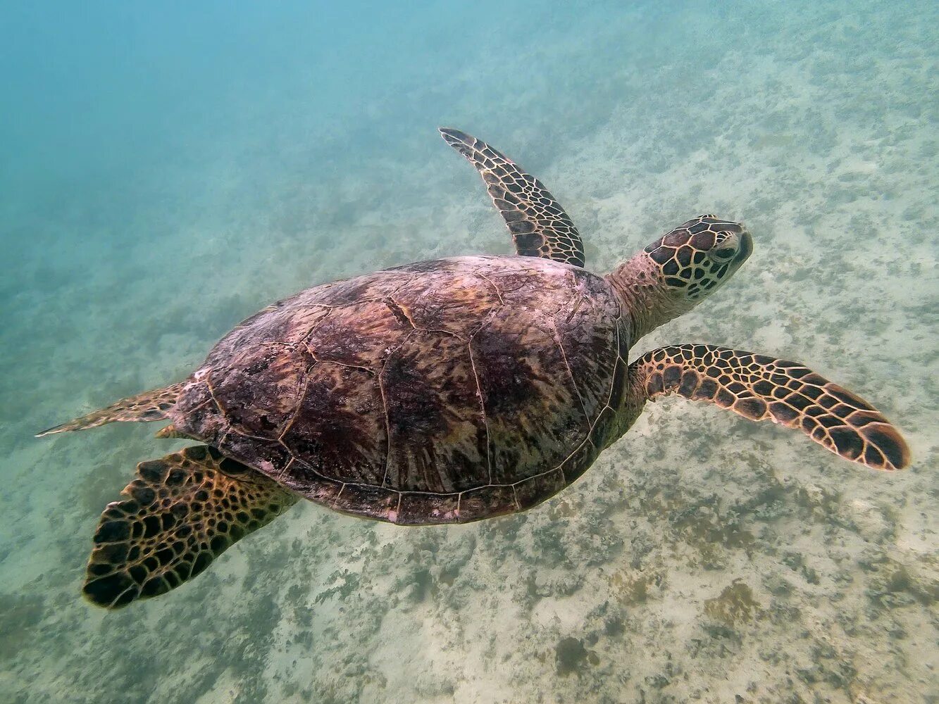 морские черепахи представители. бисса каретта. Eretmochelys imbricata — бисса. морская черепаха логгерхед. зеленая суповая черепаха.
